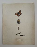 Schmetterling Buch lose Orig. Aquarell/Gouache 19.h  32x24cm