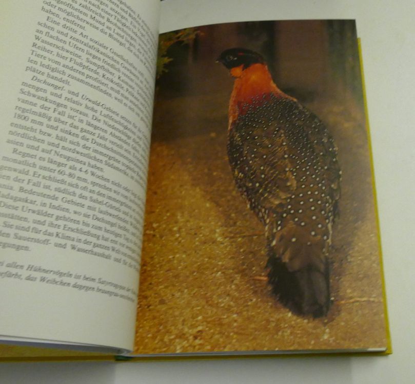 Buch 6