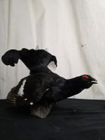 Schwarzes Birkhuhn, präpariert - Dekoration für Jäger!