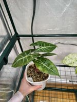 🌱 Alocasia nairobi nights variegata
