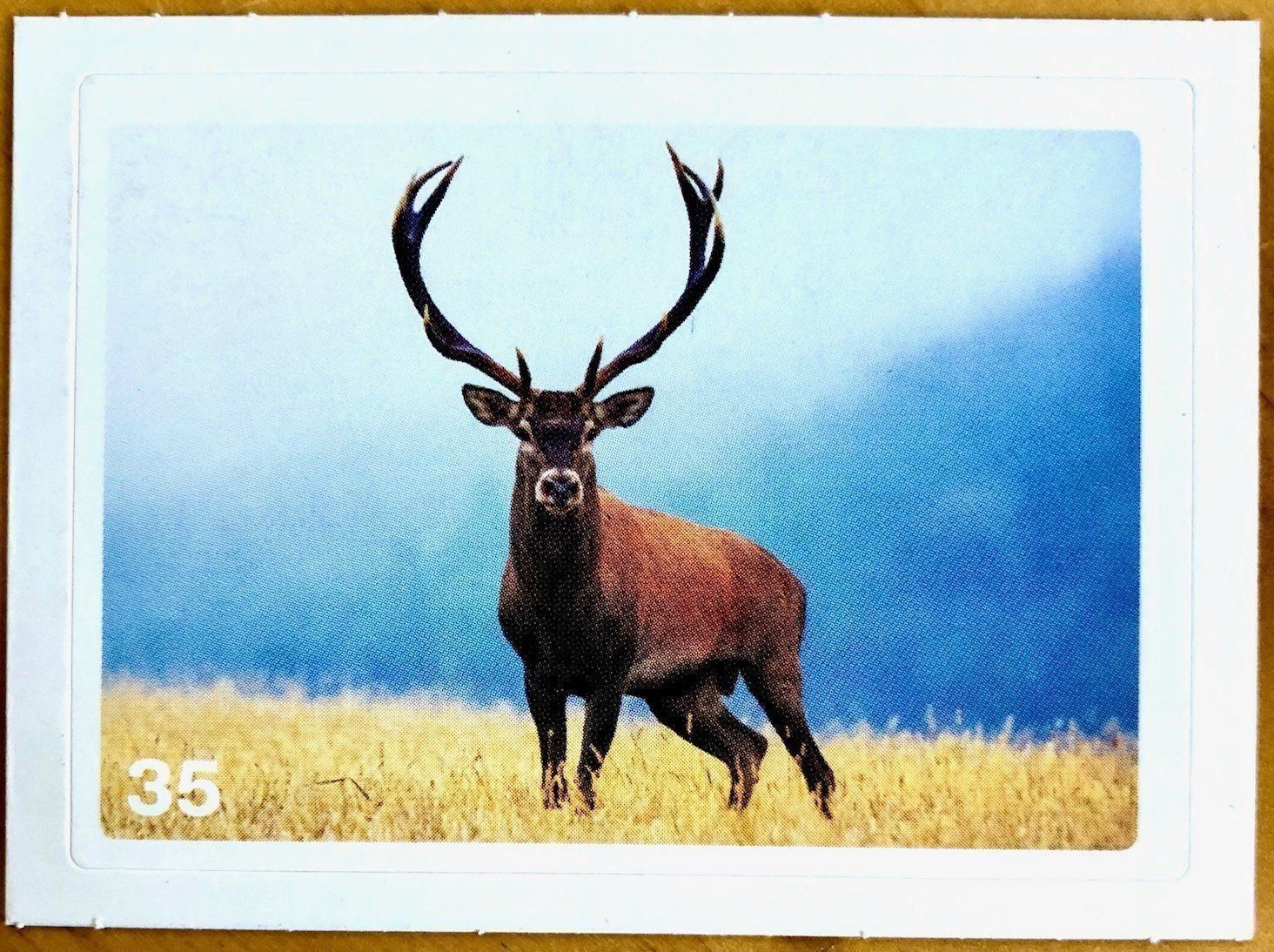 Migros Sammelbilder & Trading cards: Migros Nature Detectives - Bild Nr. 35 – Neu (gemäss Beschreibung) aus Oberrieden von Zimmerberg10