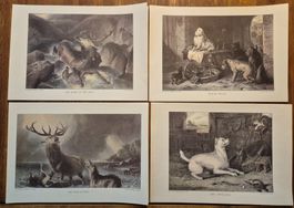 8 Stk (je 2x) Kunstdrucke von Sir Edwin Landseer (1802–1873)