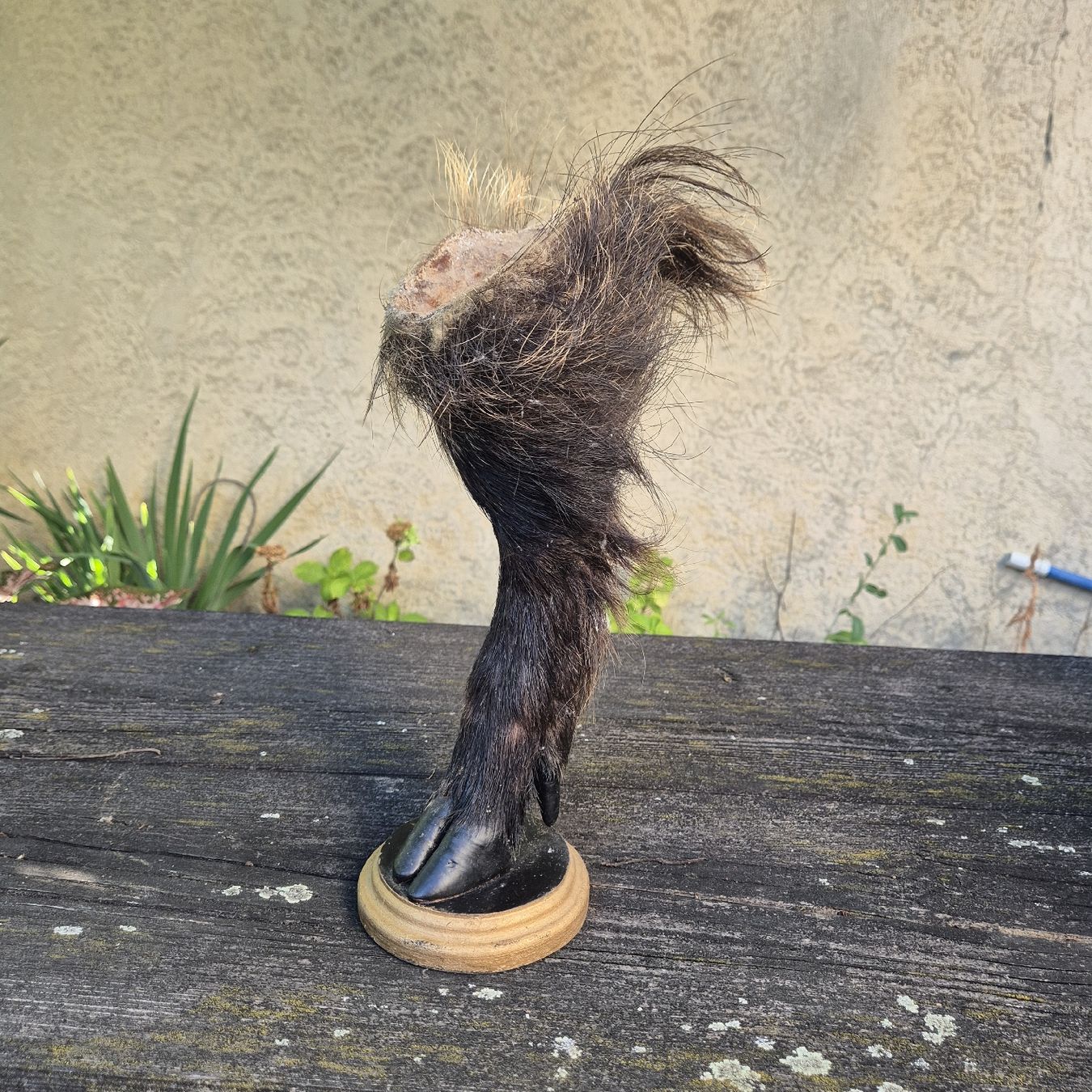 Welt der Tiere: Pied  naturalisé sur socle – Gebraucht aus Genthod von Lenas9