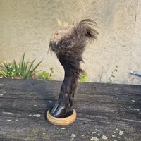 Pied  naturalisé sur socle