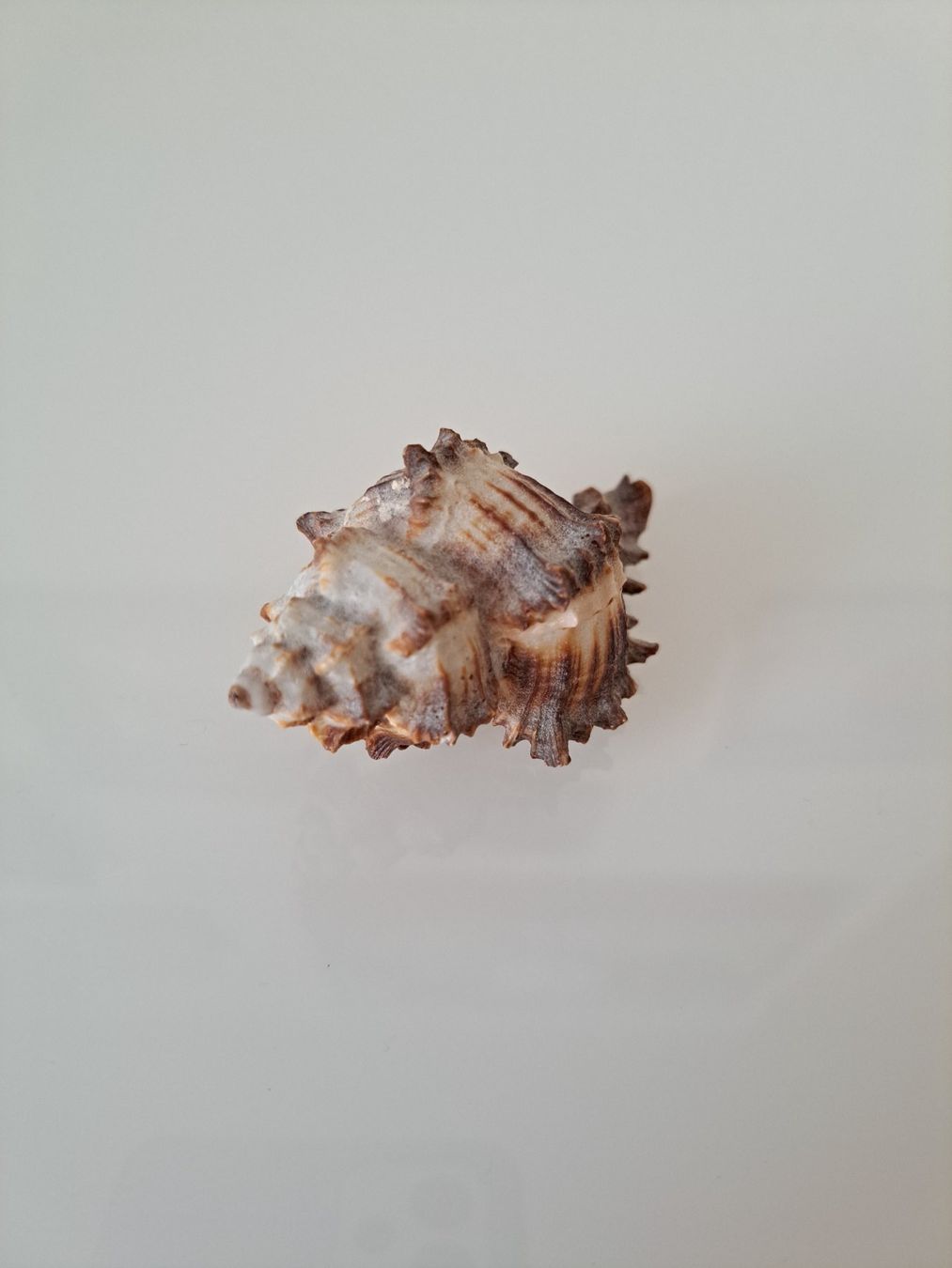 Tutte le decorazioni: Zwei sehr schöne Muscheln – Usato da Büren SO venduto da kim_yc8x 2
