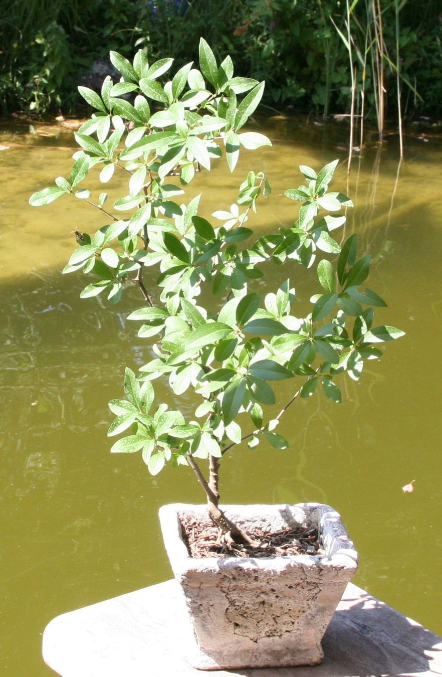 Pflanzen & Samen: BONSAI  -  Wilder Flieder – Gebraucht aus Gretzenbach von Sikim 1