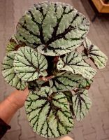 RARE Begonie Rex 'Silver Lace' D 30 cm, im Keramiktopf