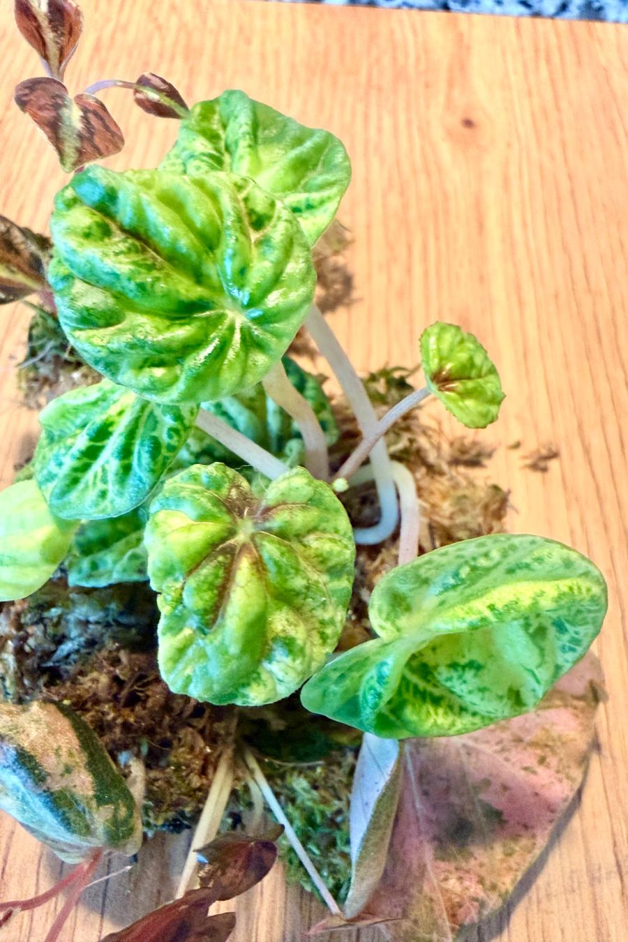 Piante & sementi: Peperomia diverse Ableger – Usato da Kaiseraugst venduto da dka_b97z 2