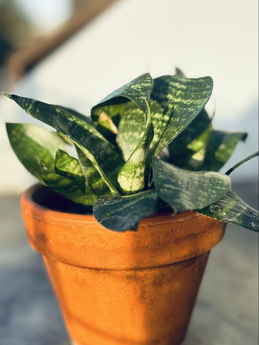 Plantes & graines: Easy care 3-Houseplants ⭐️ – D'occasion à Zürich par Bumble3 4