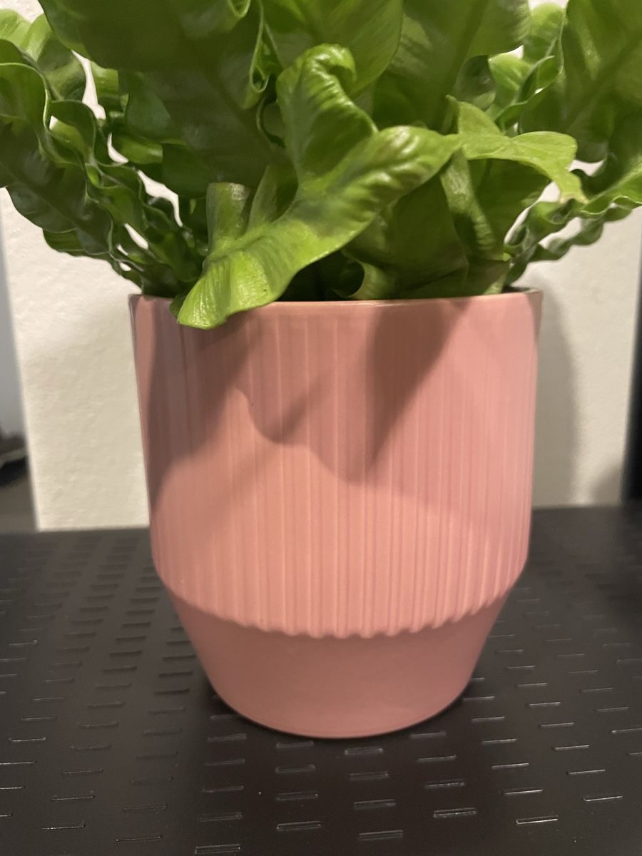 Piante & sementi: Asplenium nidus, cute plant with pot – Usato da Uster venduto da momogarden 3