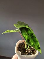 Alocasia longiloba in Selbstbewässerungstopf