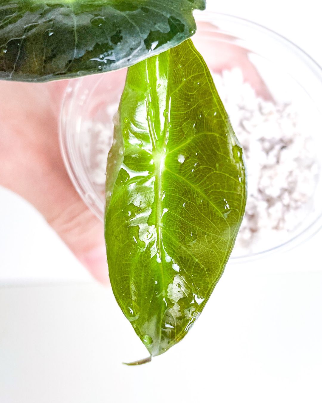 Pflanzen & Samen: Alocasia Baginda Pink Dragon – Neu (gemäss Beschreibung) aus Seuzach von  3