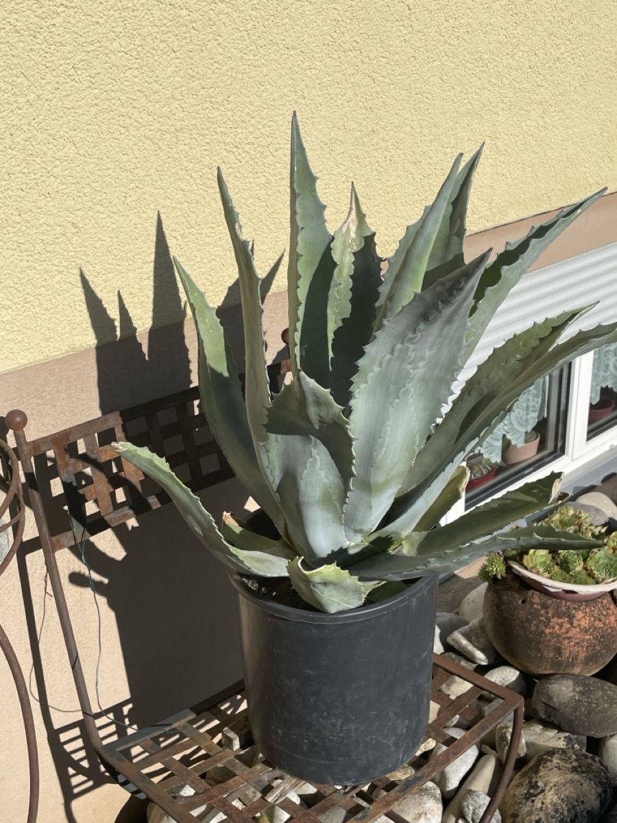 Pflanzen & Samen: Agave – Neu (gemäss Beschreibung) aus Veltheim AG von Bibi1946 3