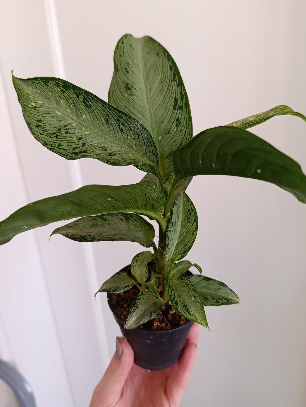 Piante & sementi: Dieffenbachia Snow – Usato da Baar venduto da L.isa28 2