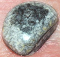 Cabochon L-771 – Orthoceras Fossil