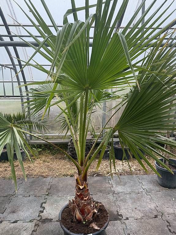 Plantes & graines: Washingtonia robusta - Versand möglich – Neuf avec emballage d'origine à Zuckenriet par Thur_Plant 5