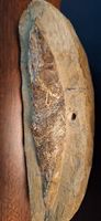Fossiler Fisch