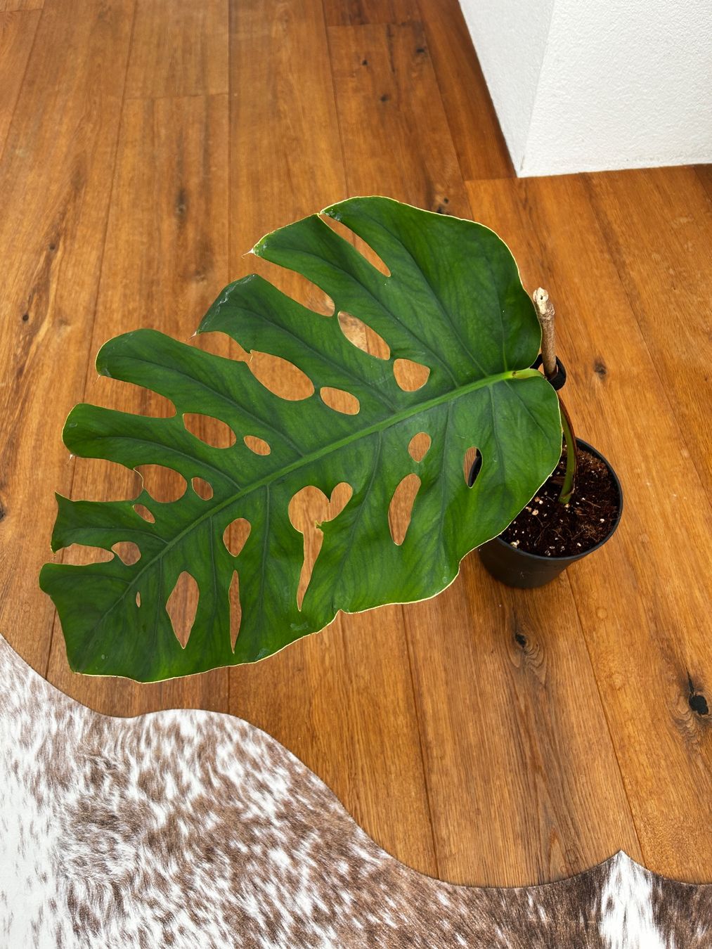 Piante & sementi: Monstera Dubia XL Steckling – Usato da Wattwil venduto da Mikesplantshop 1