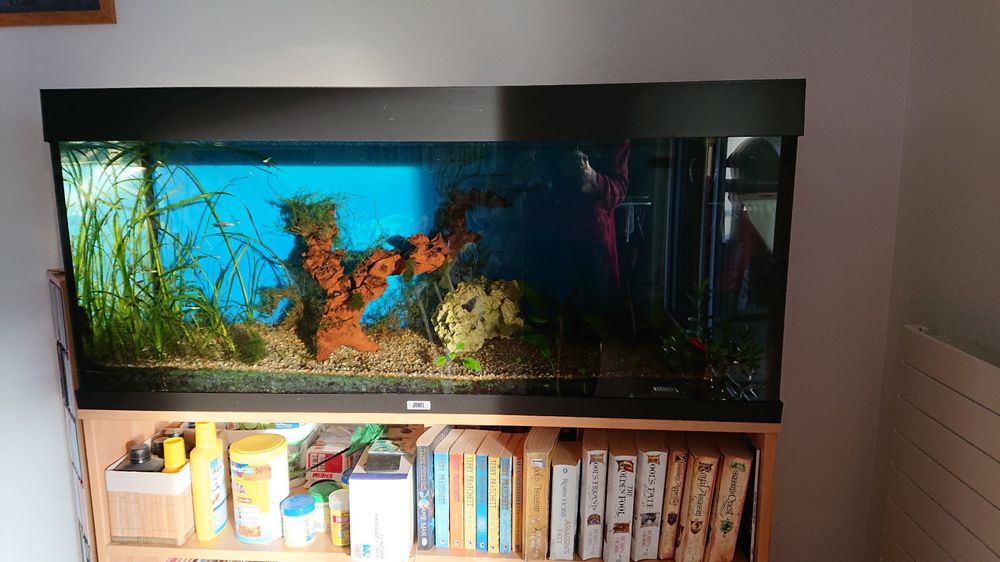 Juwel Aquarium 240l mit Fischen, Lichtkasten defekt Kaufen auf Ricardo