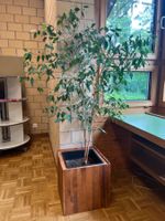 Birkenfeige / Ficus Benjamina ca. 180 (145)cm mit 2 Stämmen