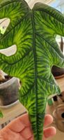 🤩Alocasia Jacklyn Narrow Rhizom 