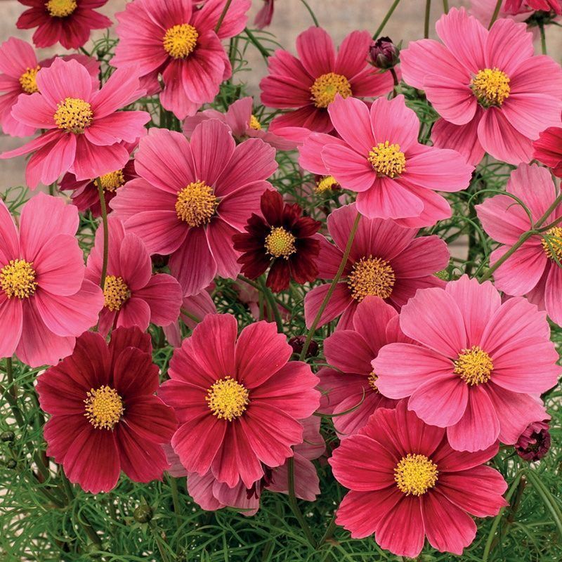 Pflanzen & Samen: 25 Samen COSMOS ANTIQUITY – Neu (gemäss Beschreibung) aus Ehrendingen von VerveinaSamen