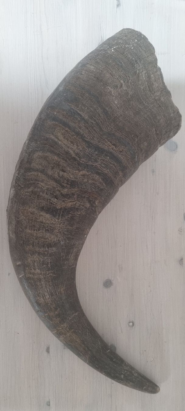 Tutte le decorazioni: 1 Stk echtes Wasserbüffelhorn! – Usato da Konolfingen venduto da fiirabe66 1