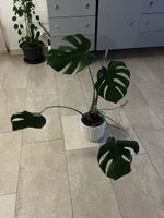 Monstera Deliciosa