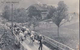 Landwirtschaft Bauernleben Aeschi Alpfahrt der Kühe