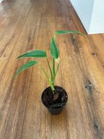 Monstera burle marx flame💚