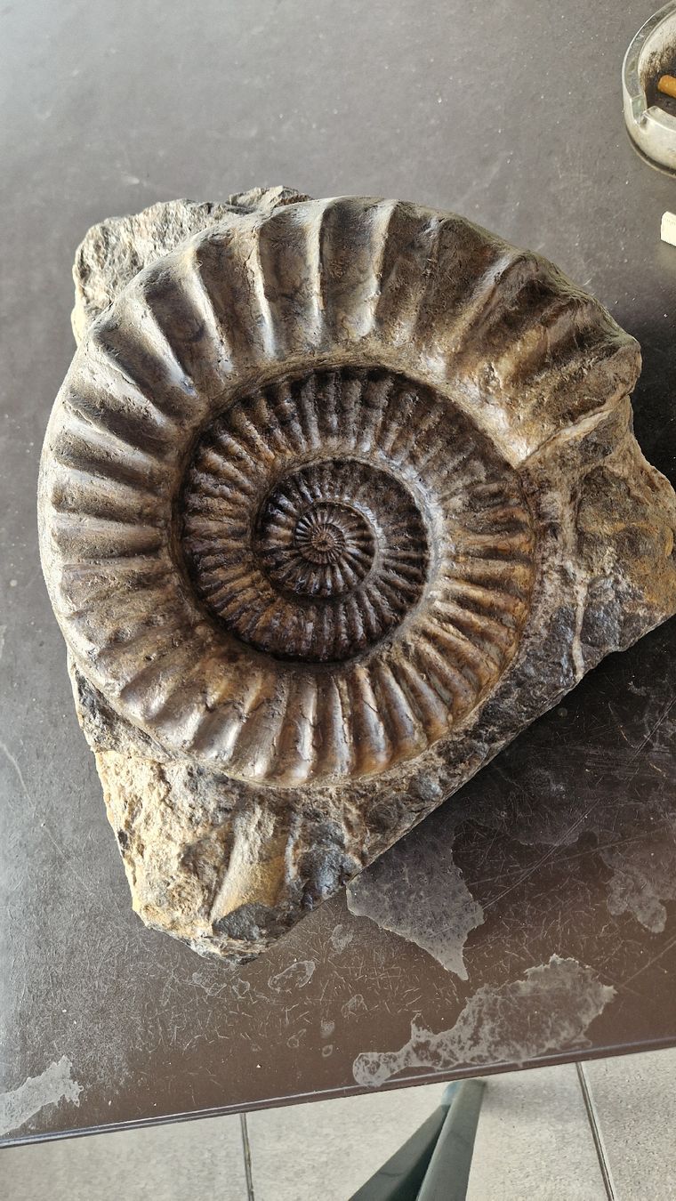 Fossili: Grosser Ammonit Arietites  – Usato da Niederhasli venduto da rehauge01 2