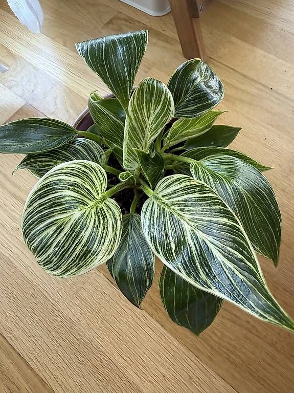 Pflanzen & Samen: Philodendron Birkin – Gebraucht aus Spiez von Lunelu