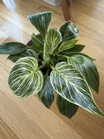 Philodendron Birkin