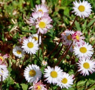 Plantes & graines: Ab 5.- fr 10 SAMEN Wildes Gänseblümchen‪ – Neuf avec emballage d'origine à Rovio par POSITIFFARTandPLANTS 1