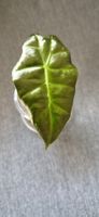 🤩Alocasia Polly Babyplant 