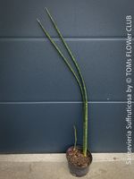 Sansevieria Suffruticosa - stolze 130cm lange Blätter