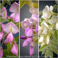 Wisteria Brachybotrys Kollektion - in WEISS - ROSA - VIOLETT