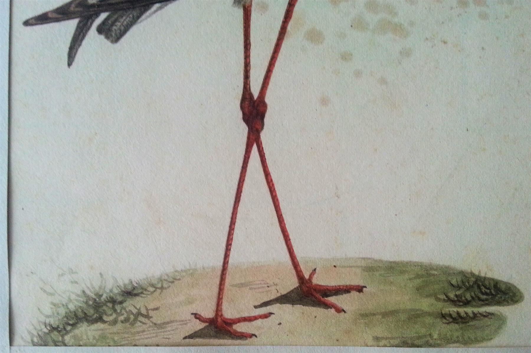 Dipinti: Bild Gemälde Aquarell: Brachvogel (?), 1850-1900 – Usato da Oberriet SG venduto da ganesh435 4