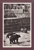 BERN - Bärengraben - 1933