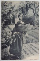 AK: Zürcher Imkerin fängt Bienenschwarm, 1907