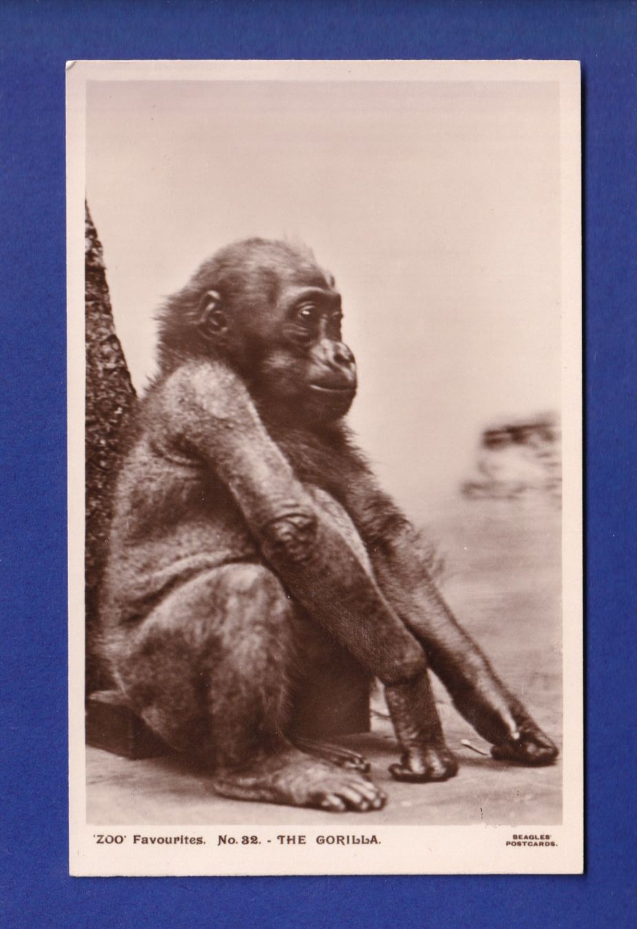 Cartoline postali: SINGE - Bébé Gorille – Usato da Pully venduto da nicecards-shop