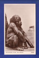SINGE - Bébé Gorille