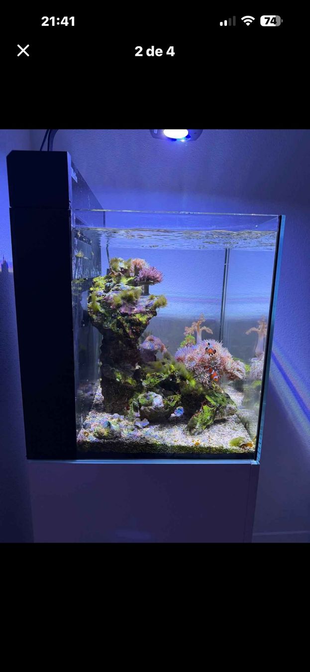 Aquarium: Aquarium marin 75l complet – D'occasion à Bulle par for_cj5n 1