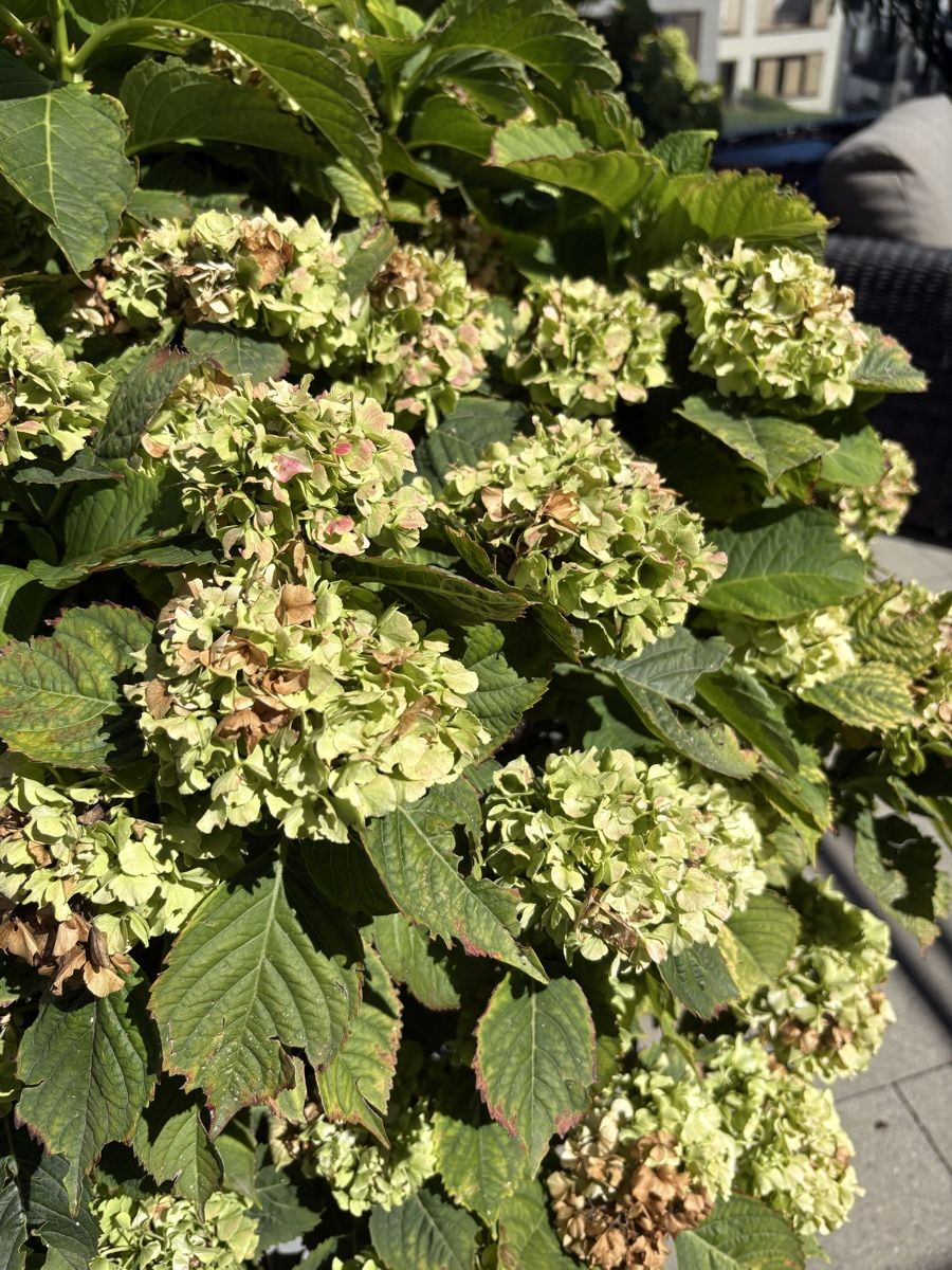 Piante & sementi: Grosse Hortensie / Topf mit Rollen – Usato da Zürich venduto da seb_8rsb 2