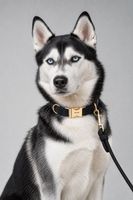 Luxus Hundeset Halsband Leine Kotbeutel Samt Schwarz Gr. S