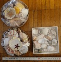 Dekorative Muscheln, Sommerdeko, 3 Schalen, Vintage Look!