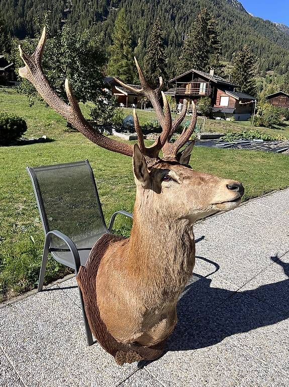 Monde des animaux: Cerf empaillé – D'occasion à Praz-de-fort par sar_m95s 1