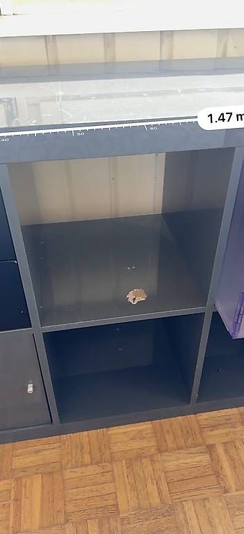 Ikea Regale: IKEA KALLAX – Gebraucht aus Bergdietikon von ulr_r9x5 1