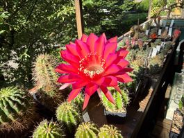 Echinopsis Hyb. Madame Pele x oxygana