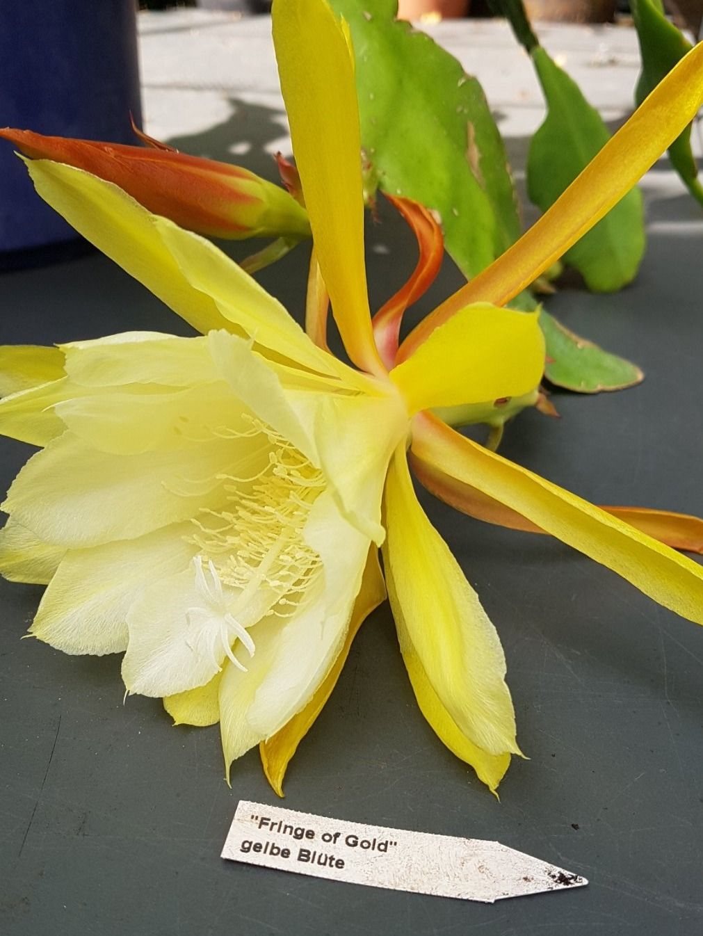 Epiphyllum Blattkaktus Fringe of Gold gelb Ableger bewurzelt (Gebraucht) in  Horw fr CHF 5  nur Abholung auf Ricardo kaufen